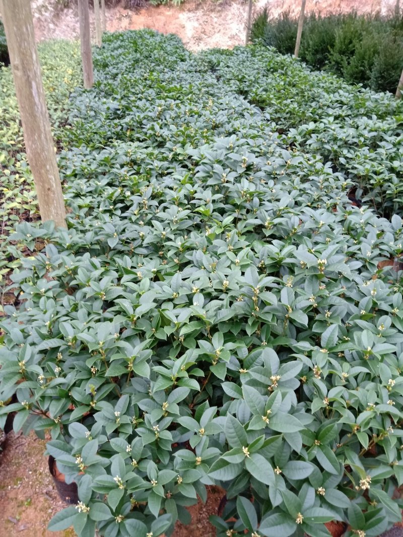 产地直销批发精品四季桂花球