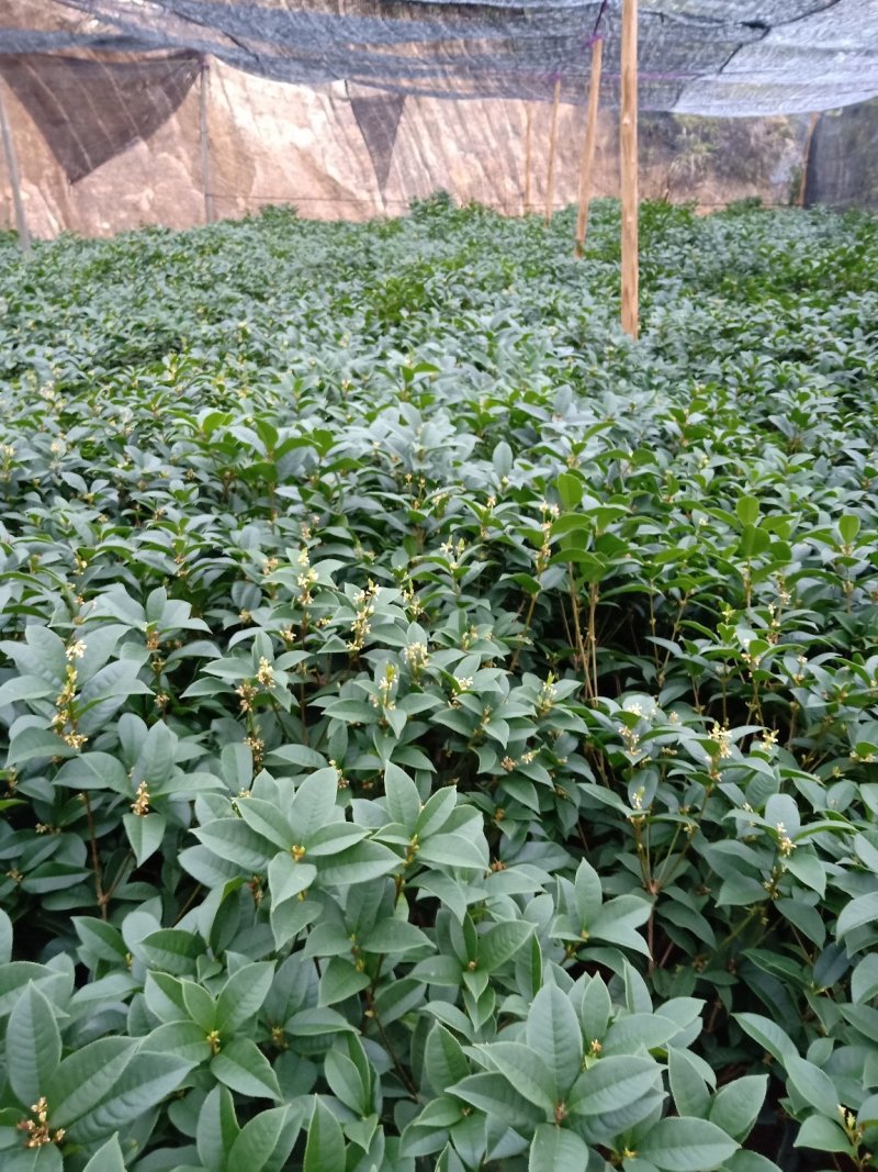 产地直销批发精品四季桂花球