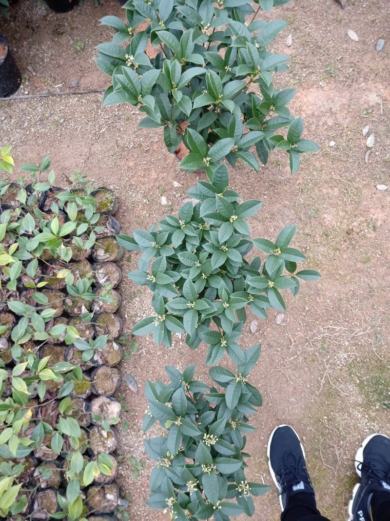 产地直销批发精品四季桂花球