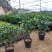 产地直销批发精品四季桂花球