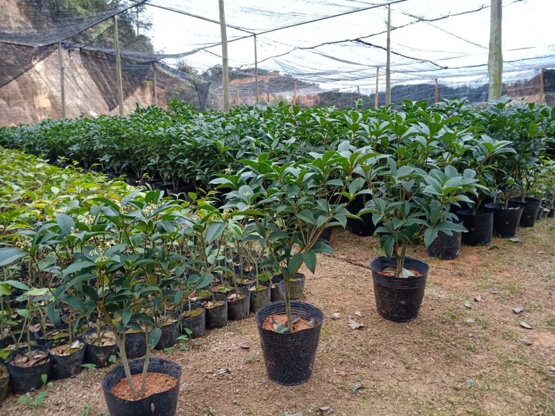 产地直销批发精品四季桂花球