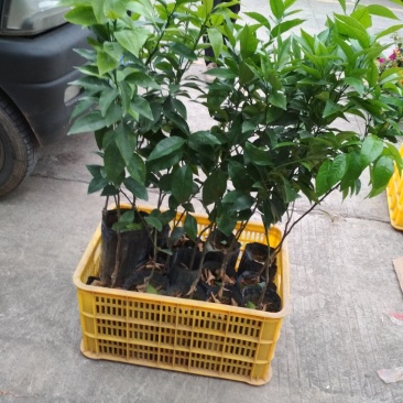 沃柑苗，杯苗，优质苗木，高产，稳产