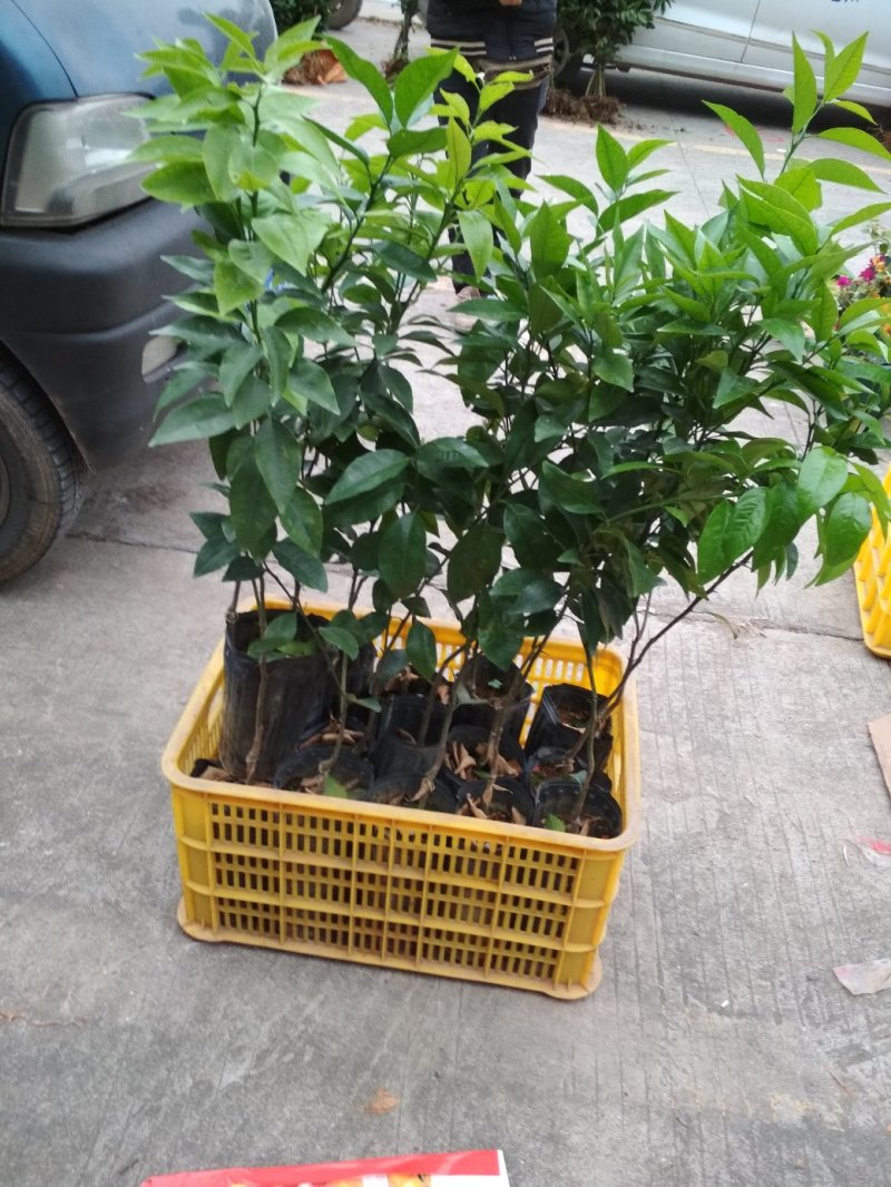 沃柑苗，杯苗，优质苗木，高产，稳产