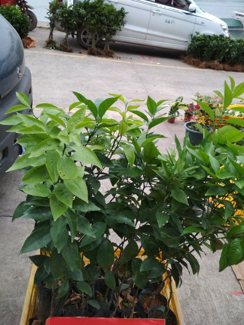 沃柑苗，杯苗，优质苗木，高产，稳产