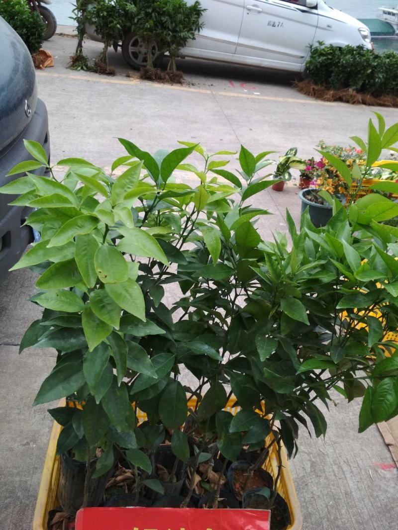 沃柑苗，杯苗，优质苗木，高产，稳产