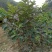 西瓜番石榴苗30~50cm