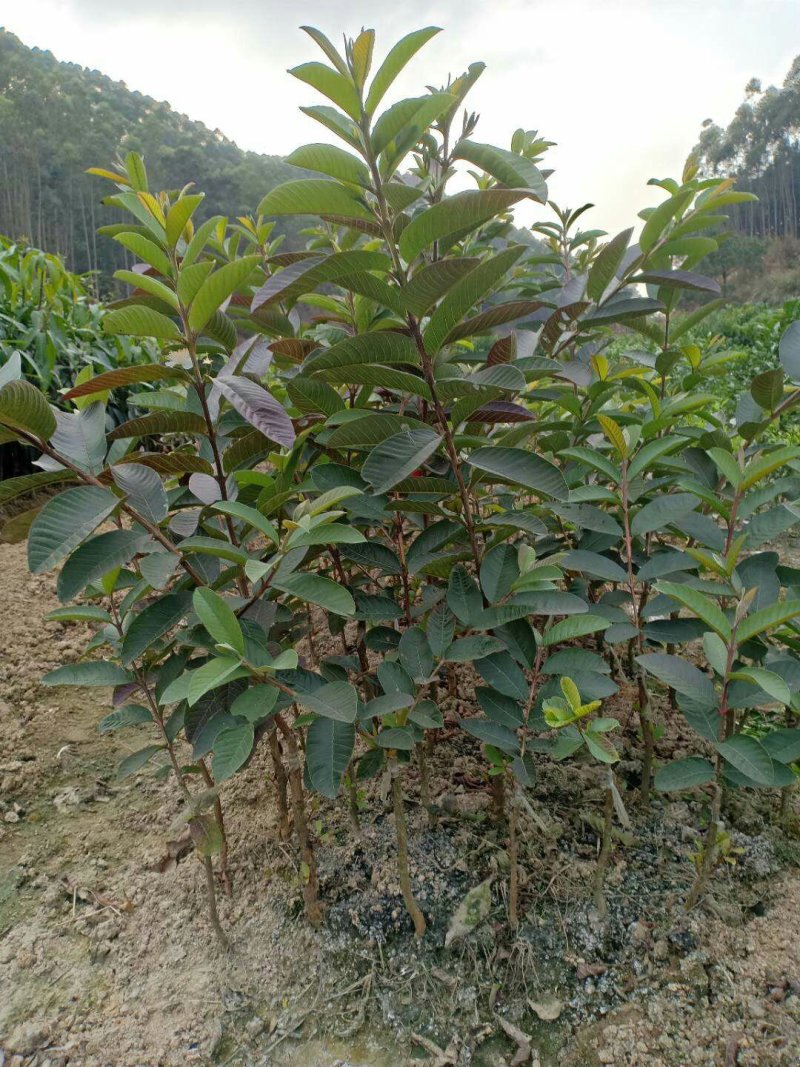 西瓜番石榴苗30~50cm