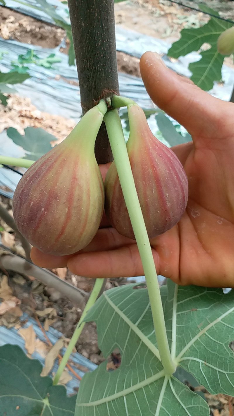 波姬红无花果苗，芭劳奈无花果苗，提供全方位立体化服务支持