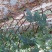 波姬红无花果苗,芭劳奈无花果苗,提供全方位立体化服务支持
