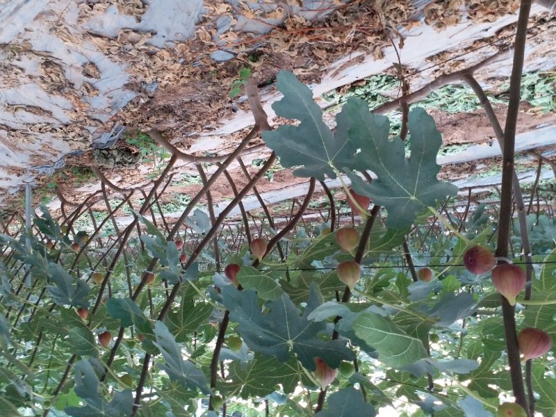 波姬红无花果苗，芭劳奈无花果苗，提供全方位立体化服务支持