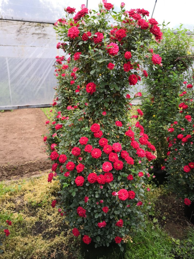 藤本月季爬藤欧月藤本月季球花瓶花墙