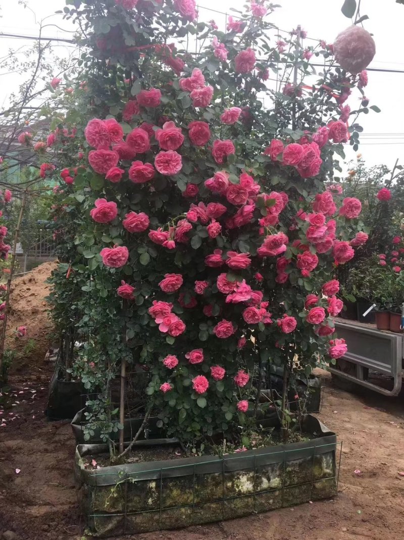 藤本月季爬藤欧月藤本月季球花瓶花墙