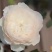 藤本月季爬藤欧月藤本月季球花瓶花墙