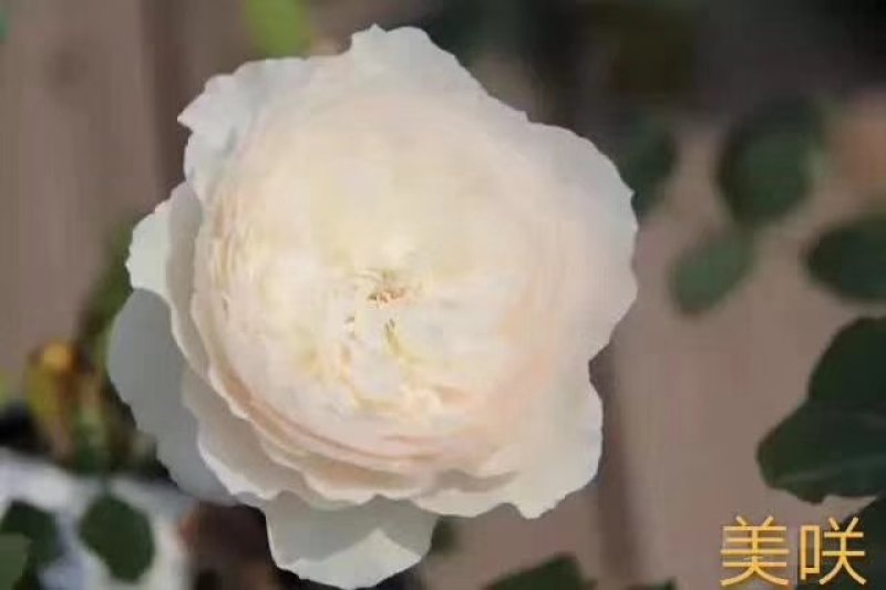 藤本月季爬藤欧月藤本月季球花瓶花墙