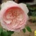 藤本月季爬藤欧月藤本月季球花瓶花墙