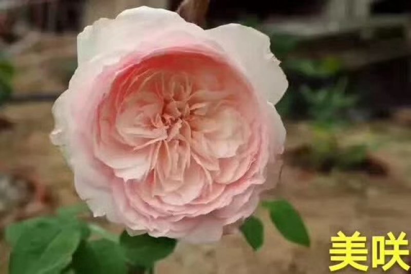 藤本月季爬藤欧月藤本月季球花瓶花墙