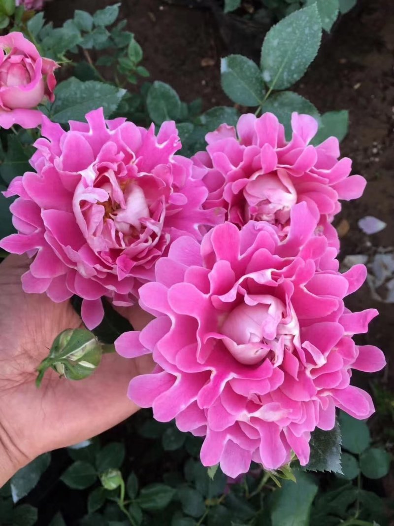 藤本月季爬藤欧月藤本月季球花瓶花墙