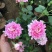 藤本月季爬藤欧月藤本月季球花瓶花墙