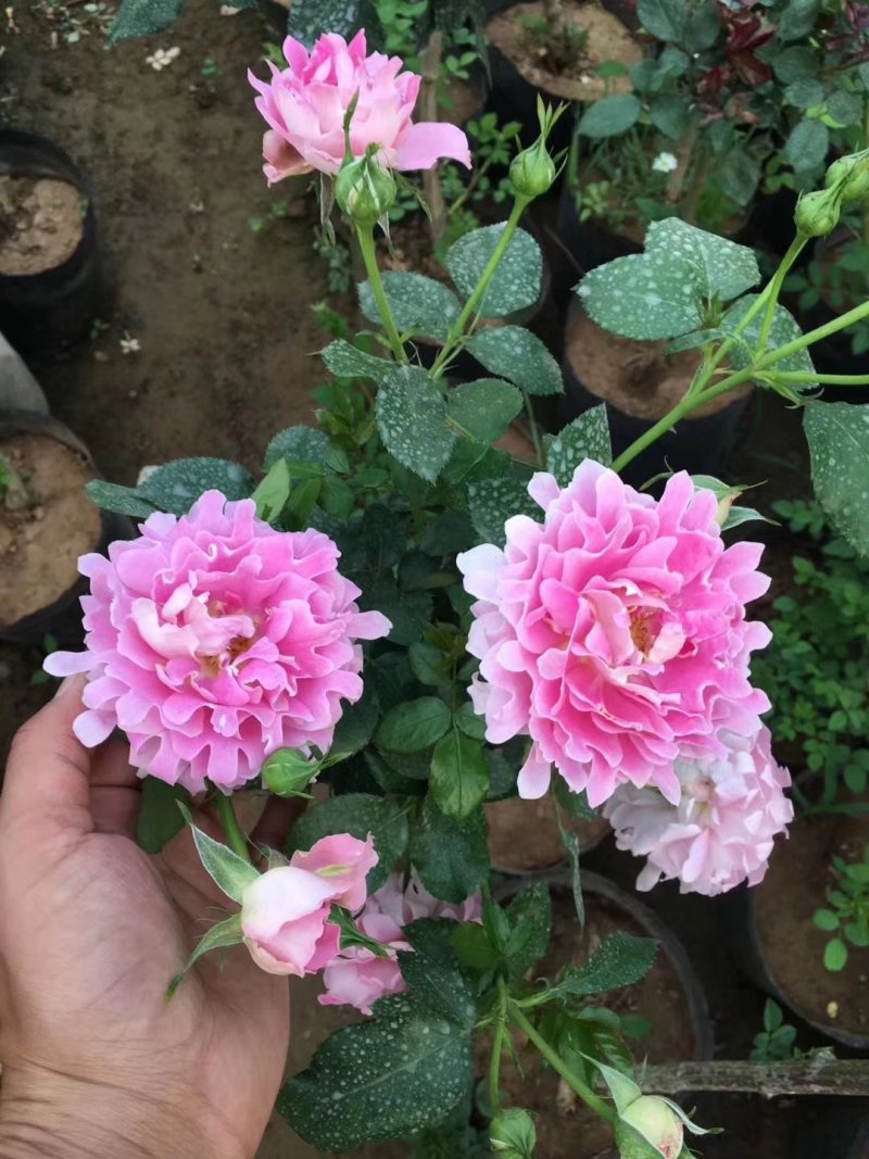 藤本月季爬藤欧月藤本月季球花瓶花墙
