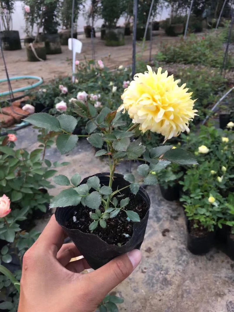 藤本月季爬藤欧月藤本月季球花瓶花墙