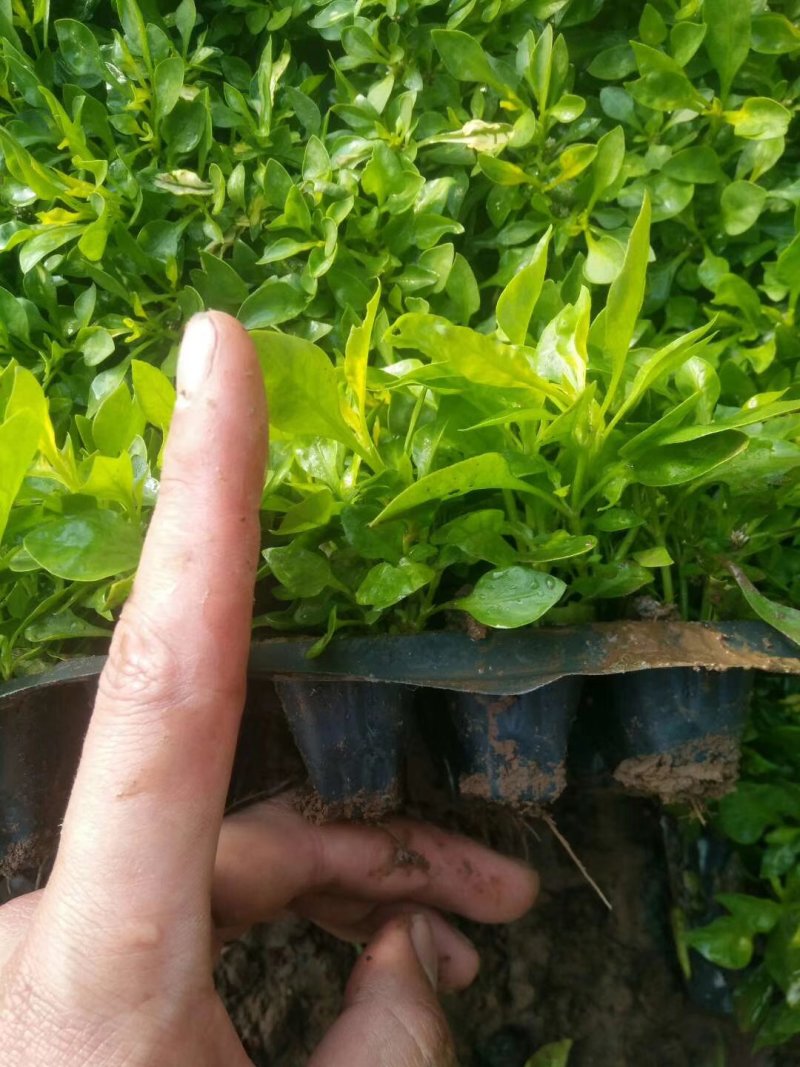 五色草基地直供量大从优