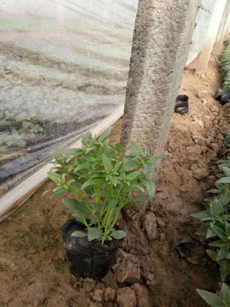 千屈菜基地直供量大从优