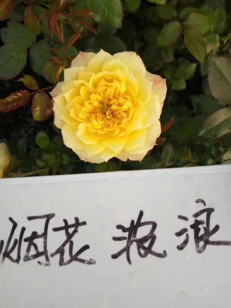 藤本月季欧月爬藤月季欧洲月拱门花廊爬墙头均可
