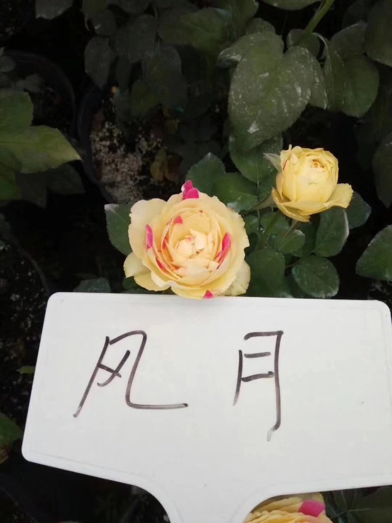 藤本月季欧月爬藤月季欧洲月拱门花廊爬墙头均可
