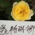 藤本月季欧月爬藤月季欧洲月拱门花廊爬墙头均可