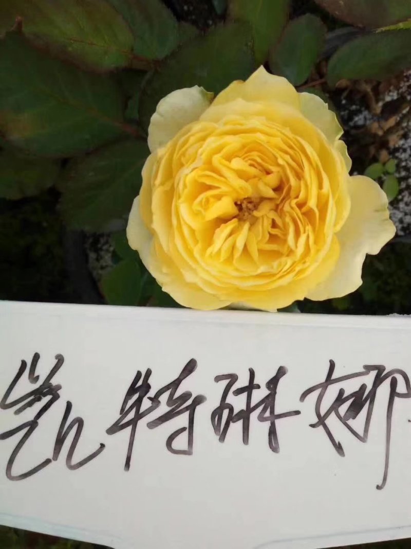 藤本月季欧月爬藤月季欧洲月拱门花廊爬墙头均可