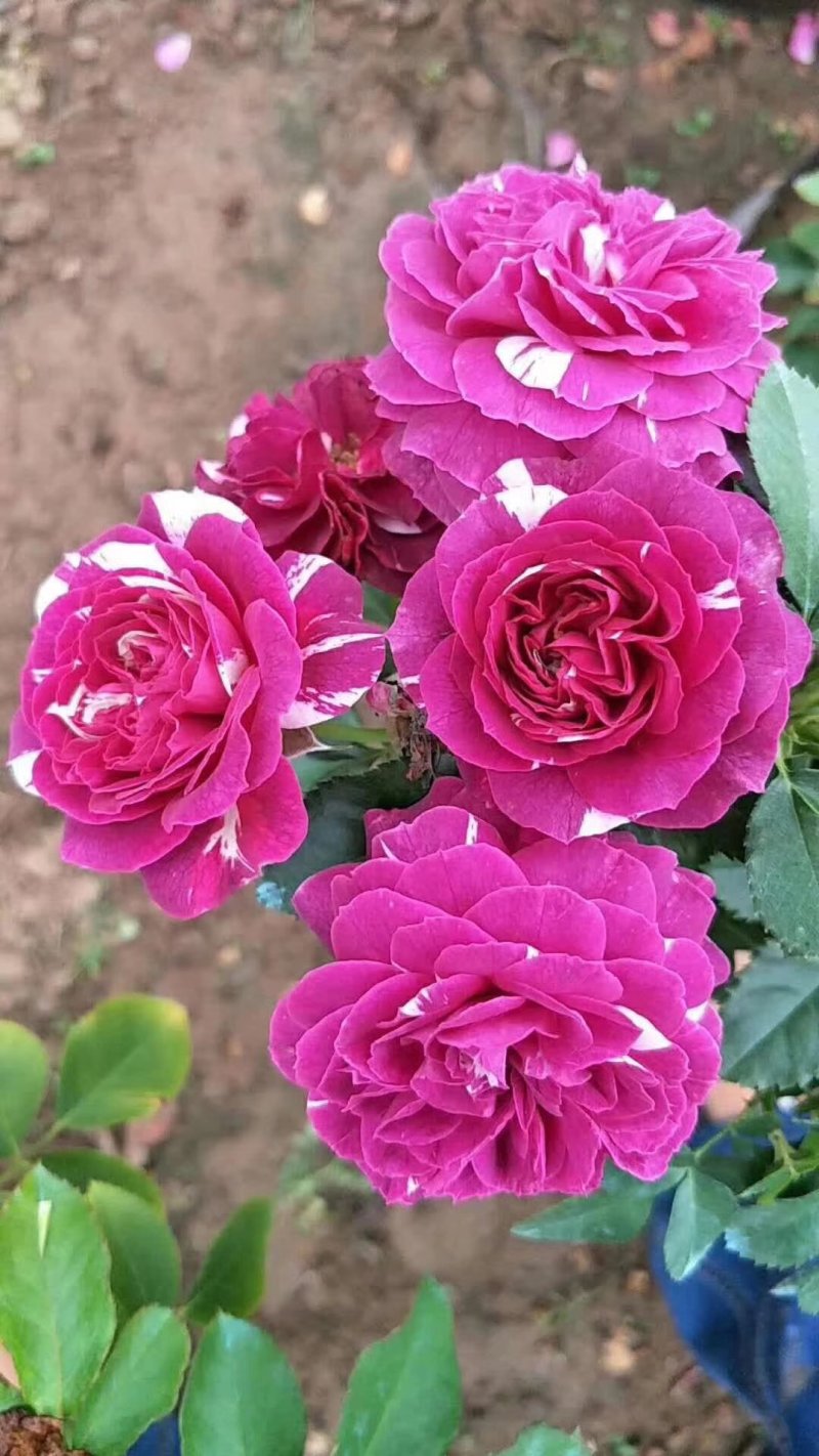 藤本月季欧月爬藤月季欧洲月拱门花廊爬墙头均可