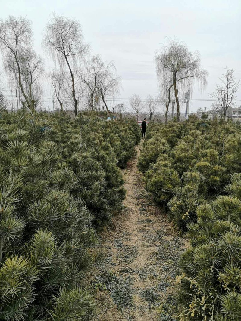 陕西省宝鸡市白皮松工程苗占苗