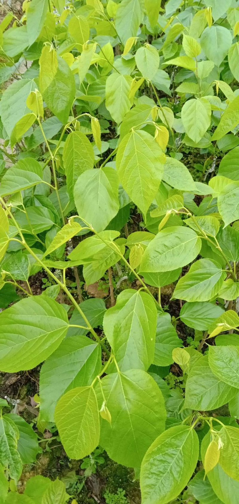 【正品】桑椹树苗，长果桑，大果桑