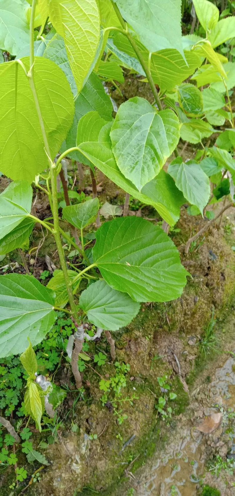 【正品】桑椹树苗，长果桑，大果桑