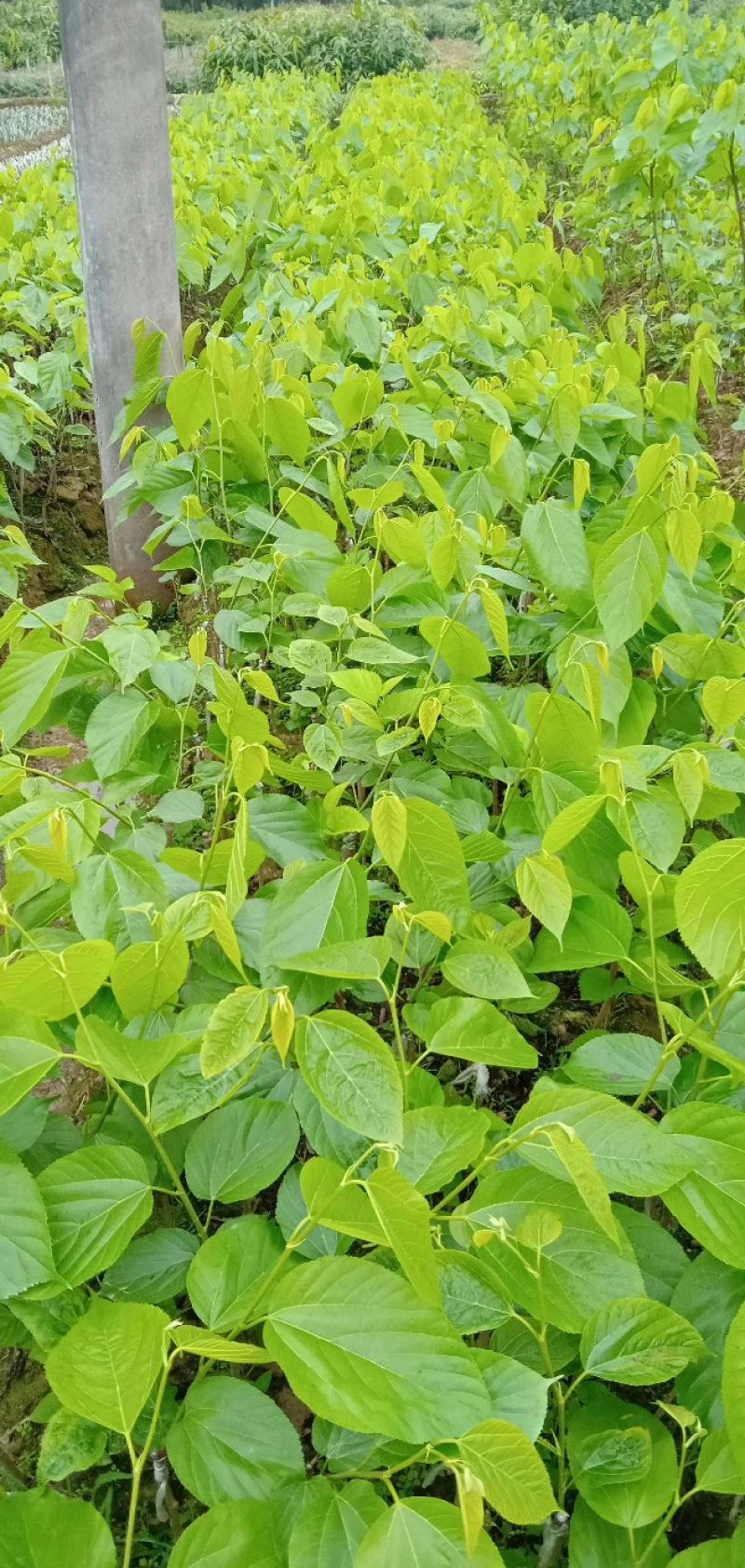 【正品】桑椹树苗，长果桑，大果桑