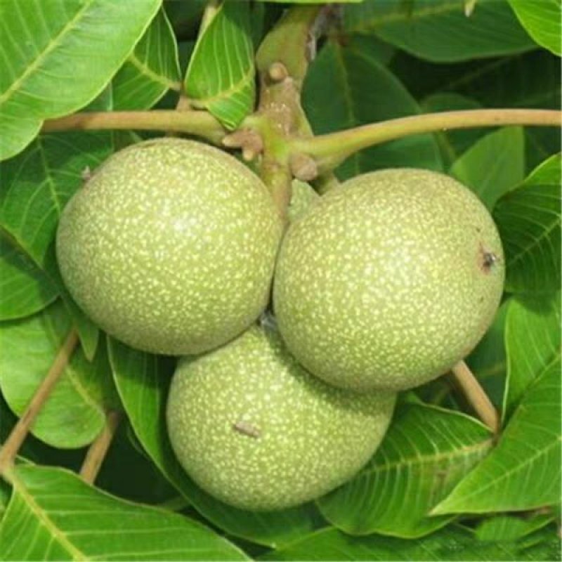 核桃苗