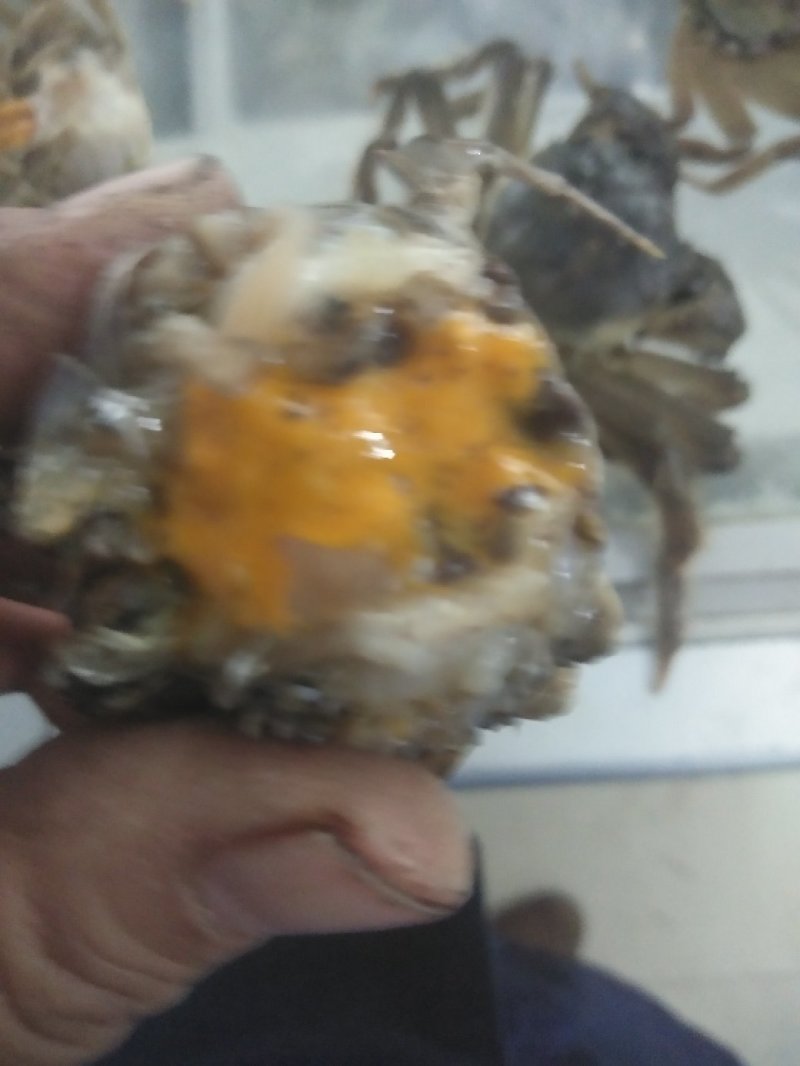 大连海参