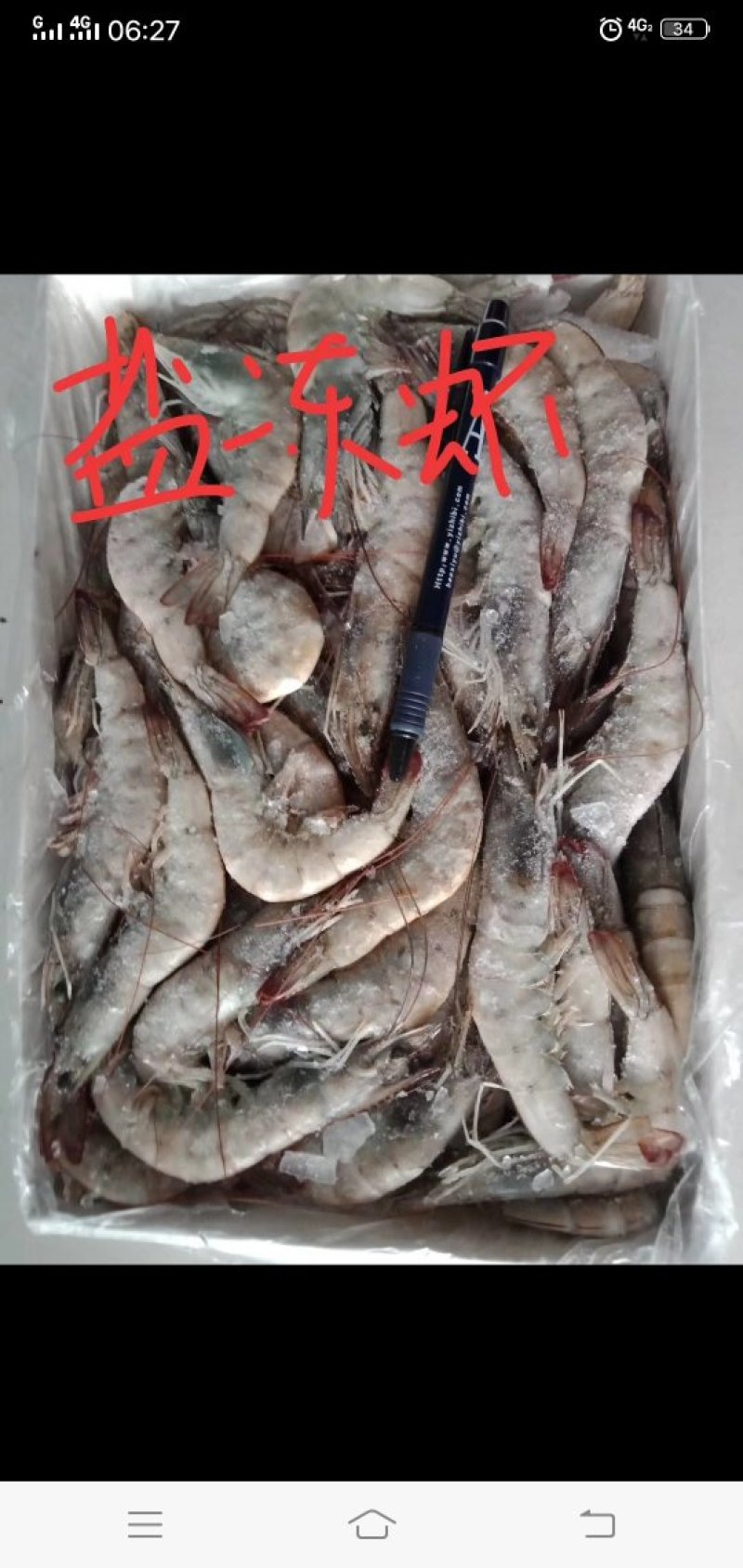 大连海参