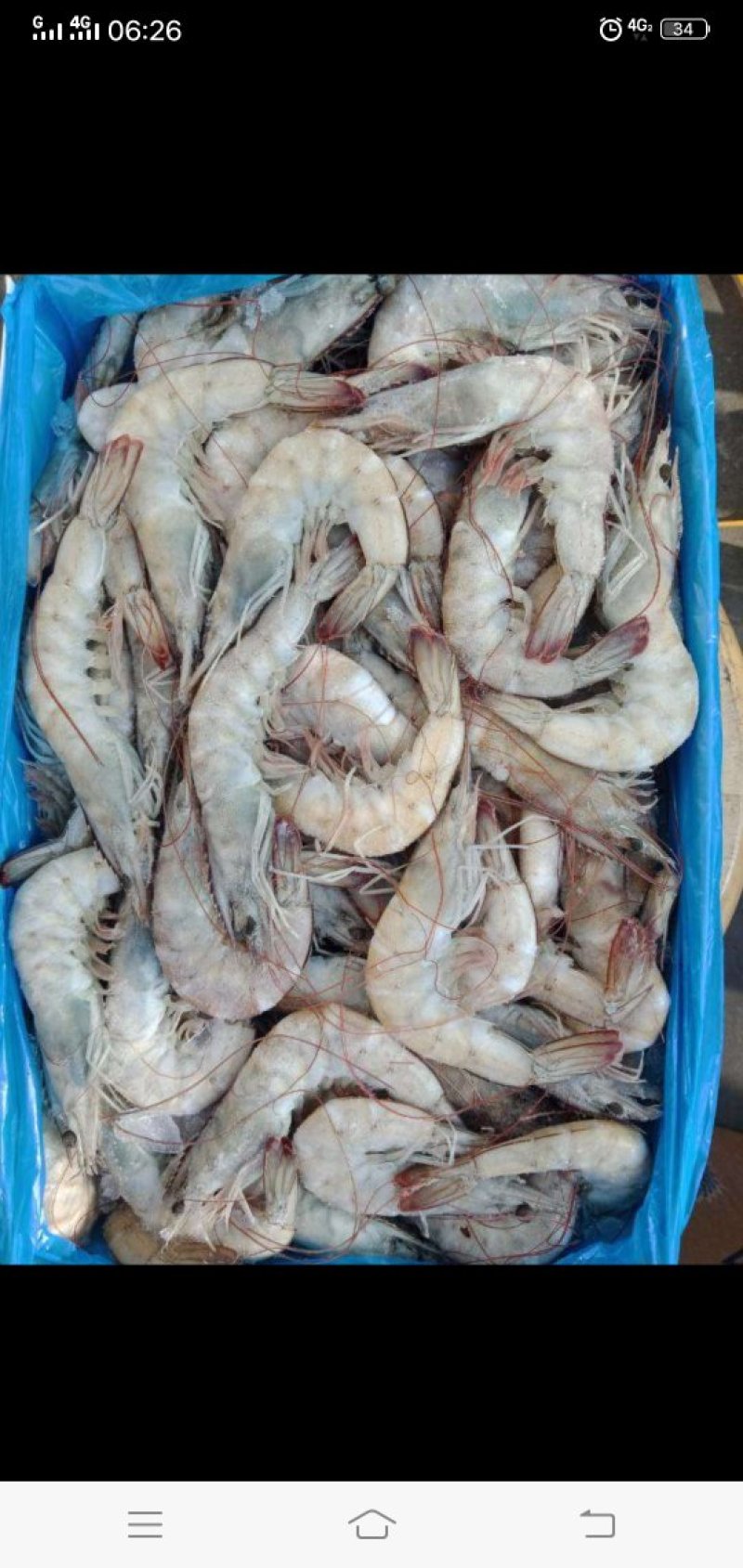 大连海参