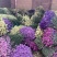 勿忘我干花云南鲜花地摊早市夜市集市跑量花卉