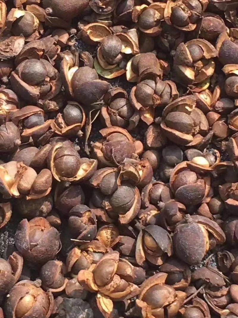 高山茶油，野生茶油，油茶籽