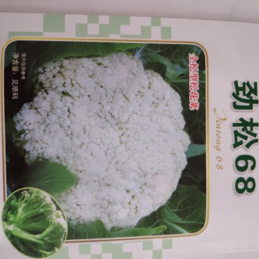西兰花种子一劲松68松花菜