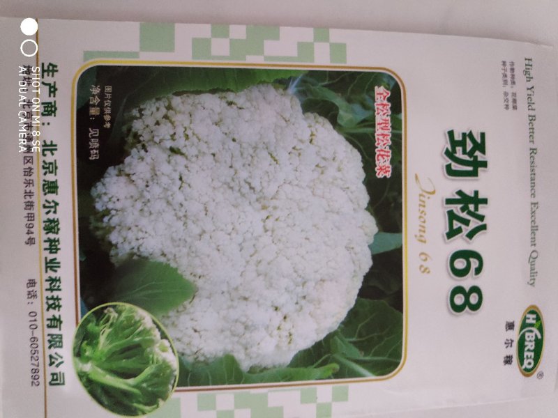 西兰花种子一劲松68松花菜