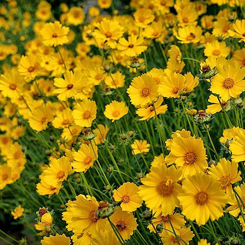 大花金鸡菊种子金鸡菊花籽花海绿化多年生宿根花草种子金鸡菊