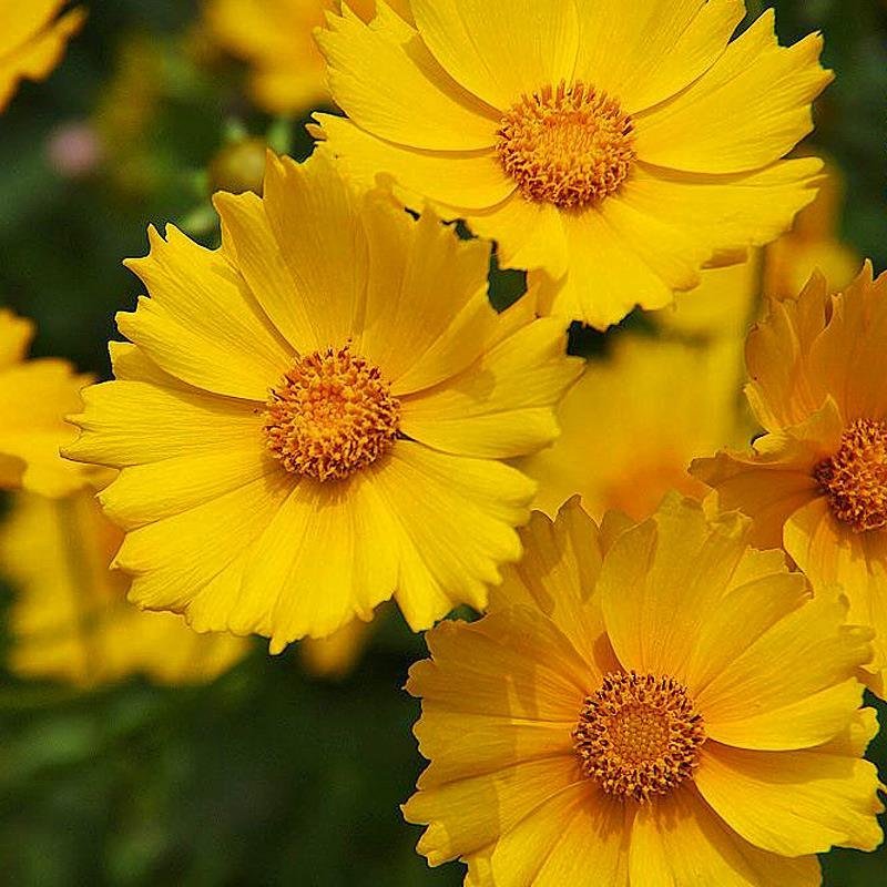 大花金鸡菊种子金鸡菊花籽花海绿化多年生宿根花草种子金鸡菊