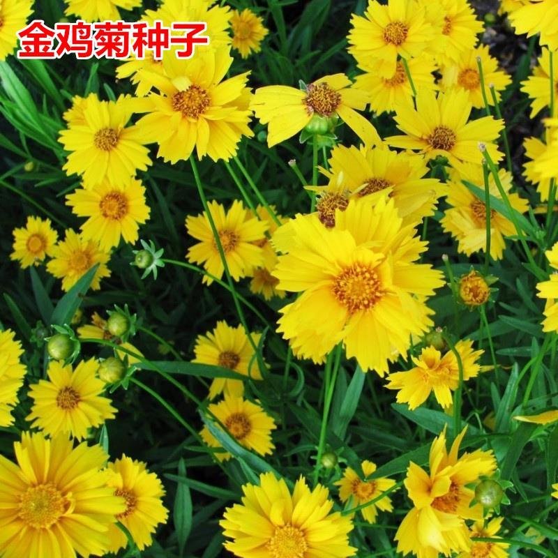 大花金鸡菊种子金鸡菊花籽花海绿化多年生宿根花草种子金鸡菊