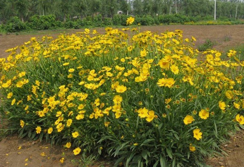 大花金鸡菊种子金鸡菊花籽花海绿化多年生宿根花草种子金鸡菊