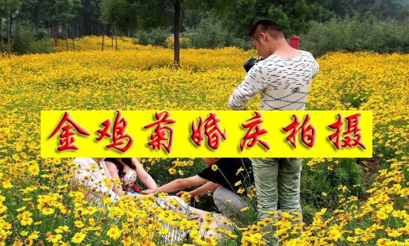 大花金鸡菊种子金鸡菊花籽花海绿化多年生宿根花草种子金鸡菊
