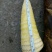 竹笋21~25cm