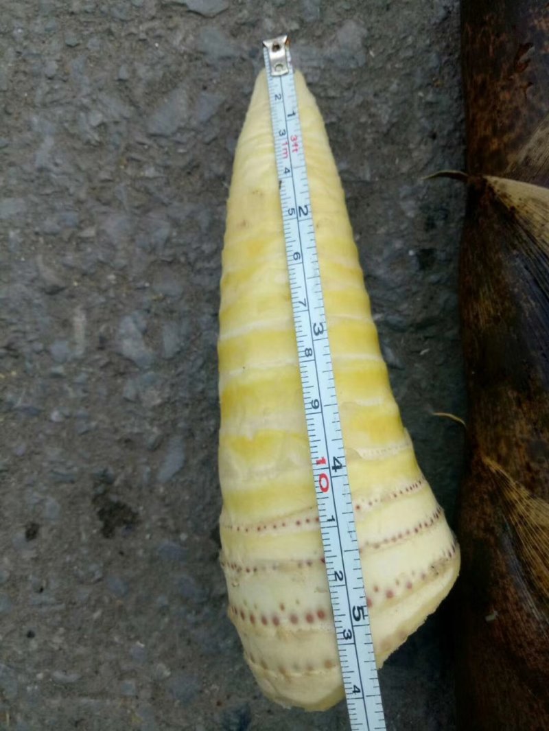 竹笋21~25cm